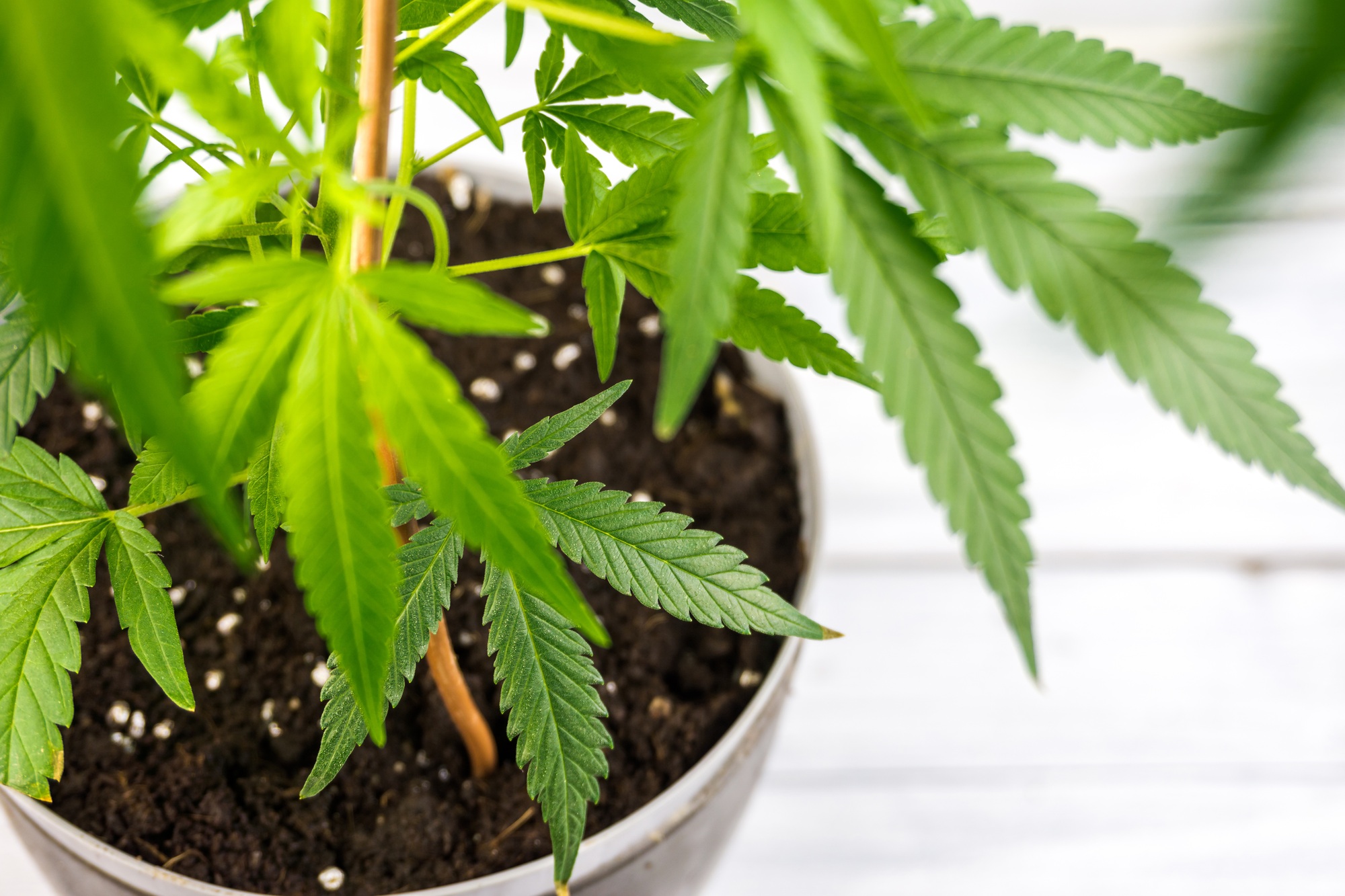 Potted Cannabis sativa plant